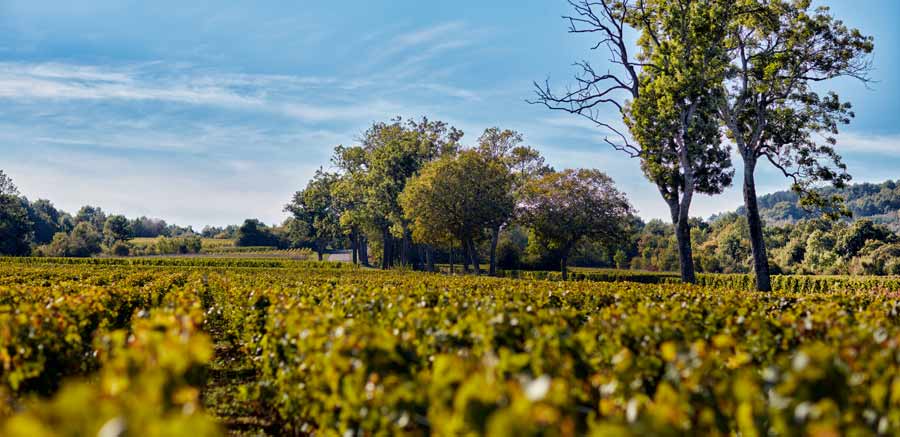 Vineyard - Burgundy