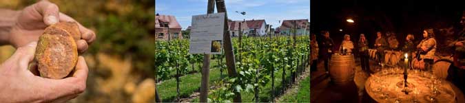 Offrir stage d'oenologie