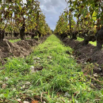 Tour to discover the Pessac-Léognan appellation