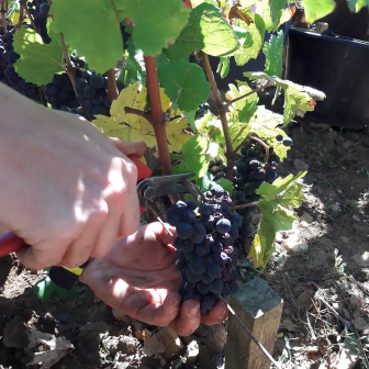 Wine gift in Burgundy