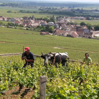 Discover the Burgundy vineyards over two days