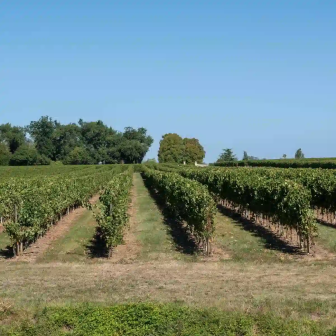 Wine tasting gift in Bordeaux