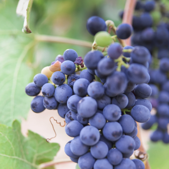 Discover the Hermitage wine appellations