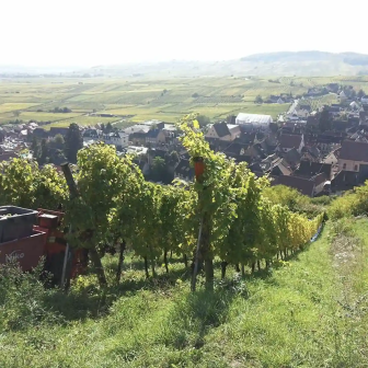 Weekend in the heart of the Alsace vineyards