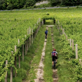 Cycling stay in Champagne