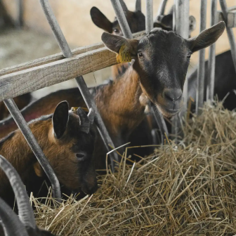 Visit to a goat farm in Sancerre, Loire Valley