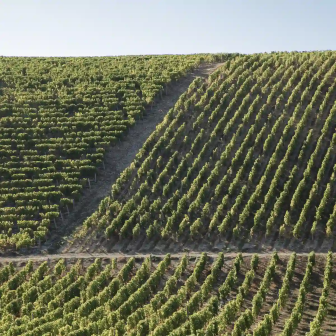 Discover the Sancerre and Pouilly vineyards