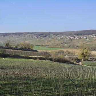 Vineyard tour around Épernay