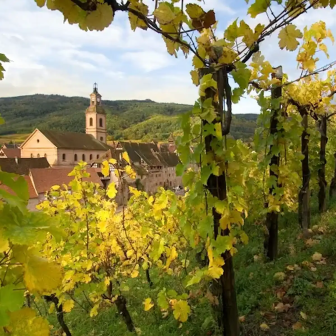 Harvest stay in Alsace