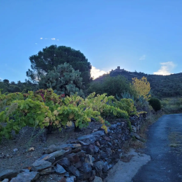 Vineyard hikes in Languedoc-Roussillon