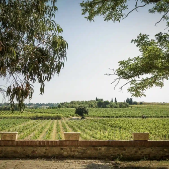 Stay in the Collioure vineyards