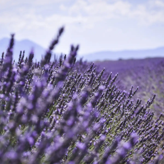 Visit to lavender fields in the Drôme