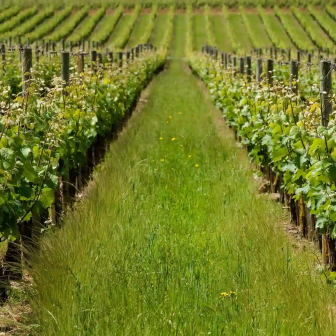 Weekend discovering the vineyards of the Pays de la Loire
