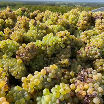 Organic wine tasting weekend in the Loire Valley