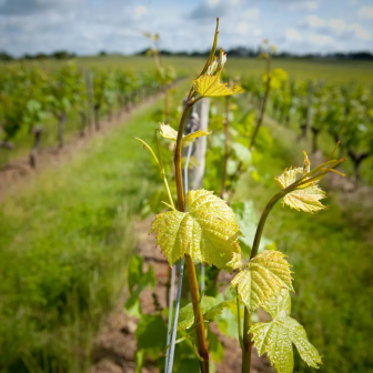 Walk through the Anjou vineyards in the Loire Valley