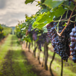Nature weekend in the Rhône Valley