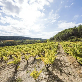 Wine and nature weekend in the Rhône Valley