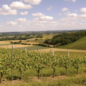 Weekend in the Gers vineyards