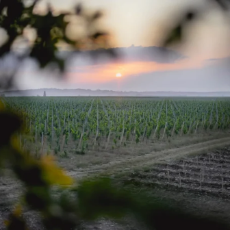 Visit to a vineyard in Île-de-France