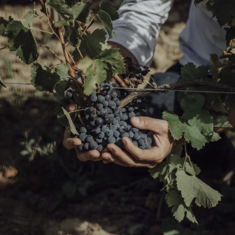 Wine-themed visit near Paris