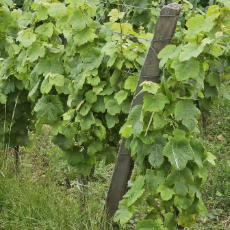 Organic weekend in Béarn-Pyrenees