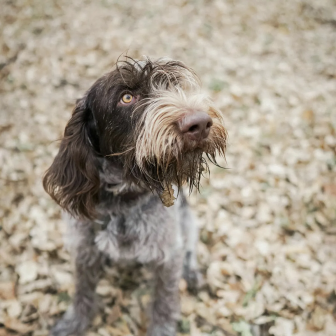 Truffle-hunting demonstration with a truffle dog in Ardèche