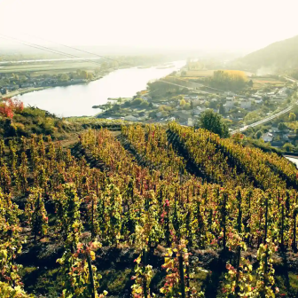 Truffle and wine day in northern Ardèche