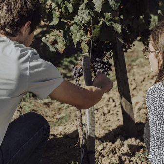 Discover grape varieties near Paris
