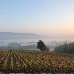 Organic Champagne tasting stay