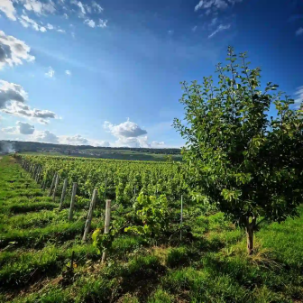Guided tour of the Champagne hillsides