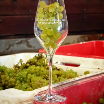 Organic Champagne tastings