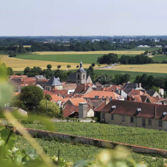 Discover the vines in Champagne