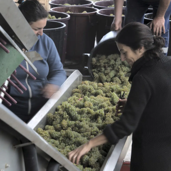 Discover vineyard work near Nantes