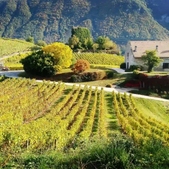 Weekend in the Chignin vineyards