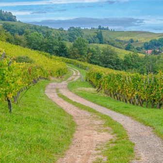 Panoramic view of the Alsace vineyards along the Alsace Wine Route