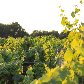 Sunlit vineyards in the Saint-Émilion wine region