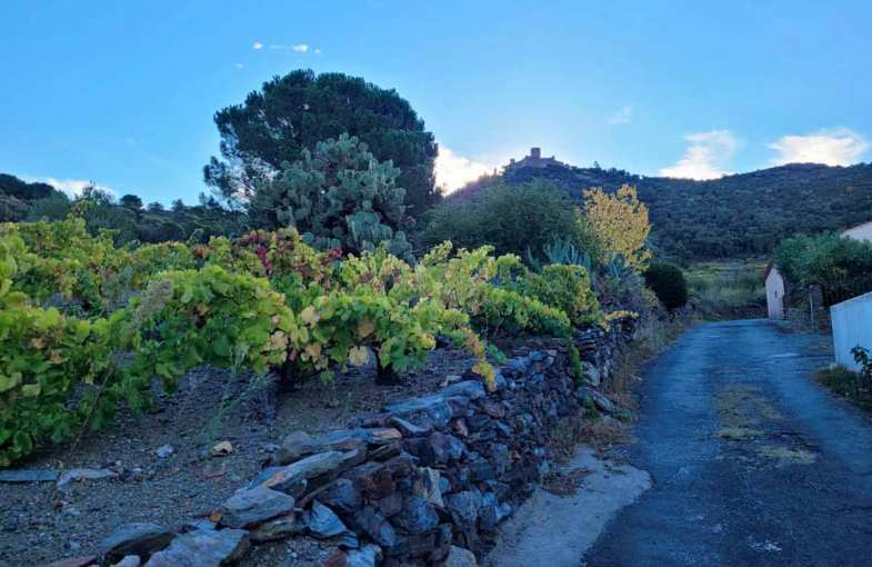 Vineyard hiking trails Languedoc-Roussillon