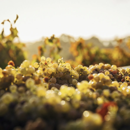 Savoie wine discovery gift