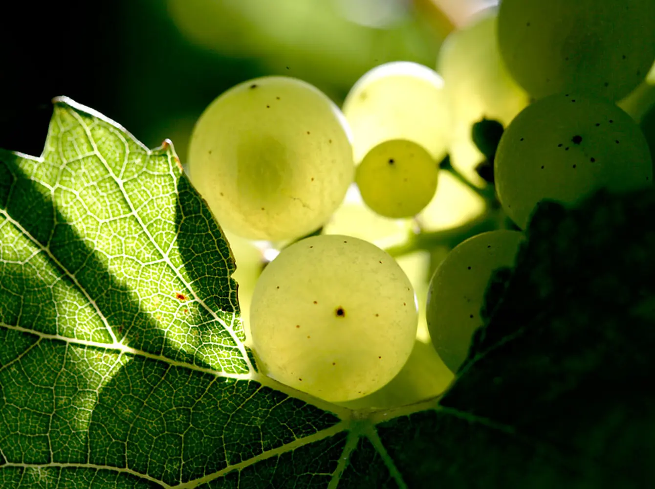 Grapes from Domaine Selosse