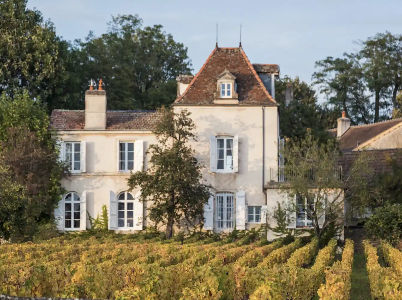 Domaine Comte Sénard - Tasting in Aloxe-Corton