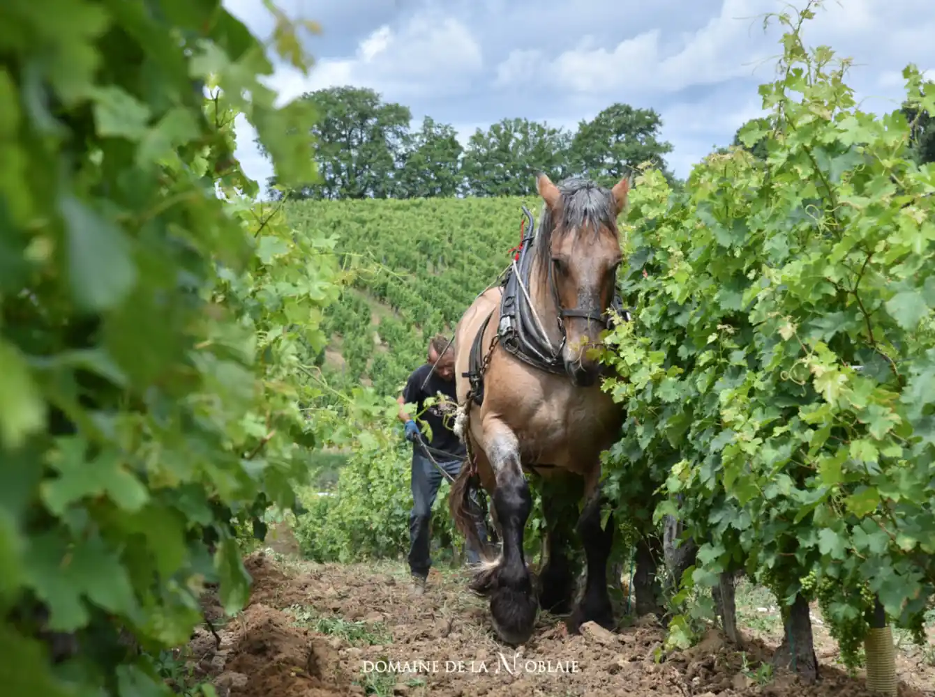 Domaine de la Noblaie - Chinon - France