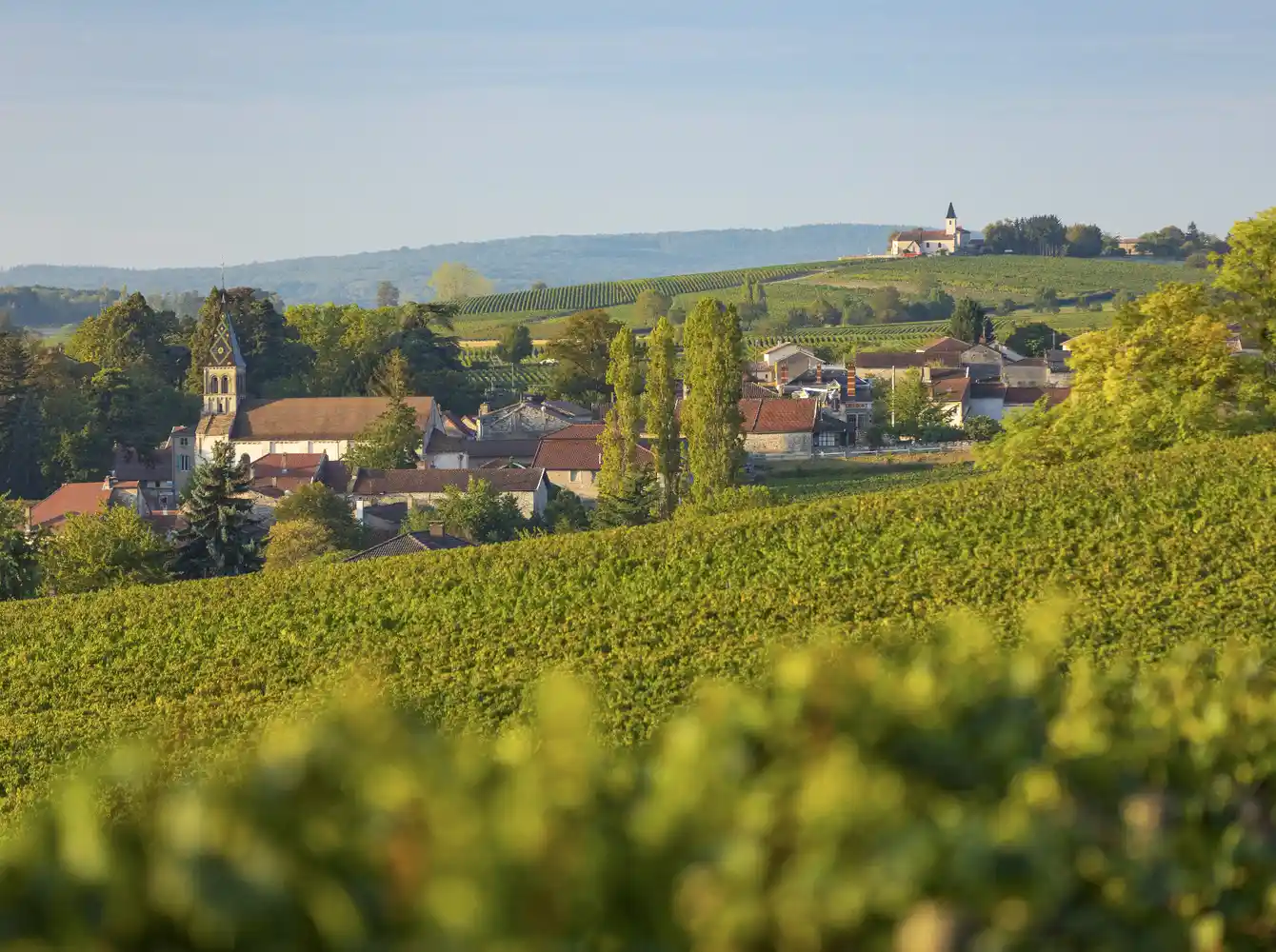 Maison Vérizet - Cave de Viré - Burgundy