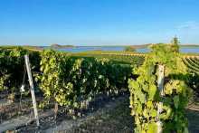 wine tourism in Corsica