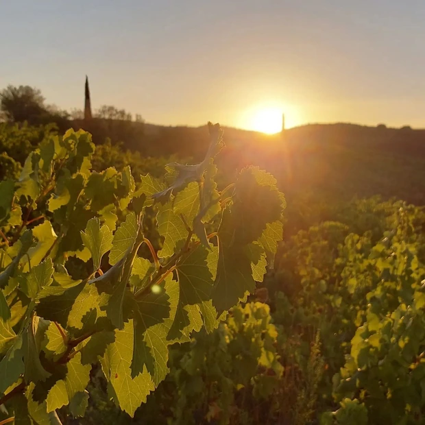 Domaine Montluzia