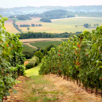 Journée dans le vignoble de Madiran et d'Armagnac