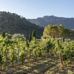 Une journée sur la route des vins de Provence