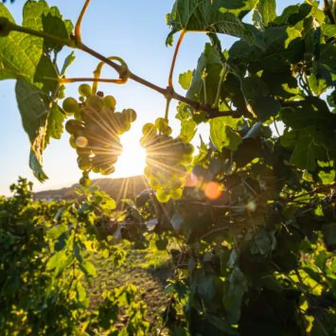 Visite du vignoble de l'Hermitage en Vallée du Rhône