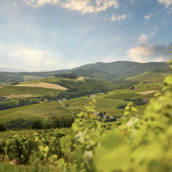 Visite du vignoble Beaujolais sur une journée