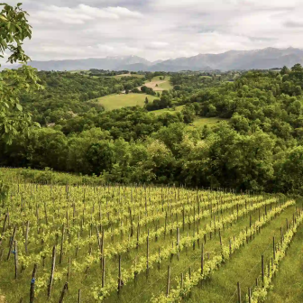 Séjour dand le vignoble du Béarn