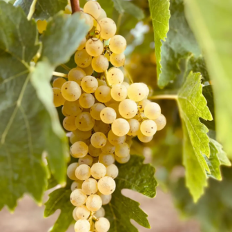 Week-end oenologie en Charente